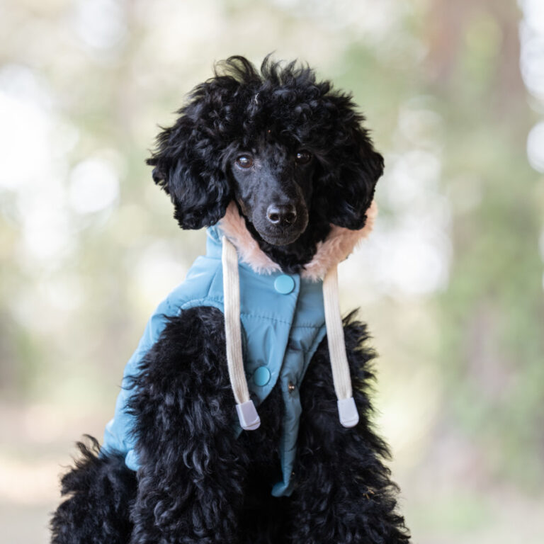 Freedog Abrigo Impermeable Iceguard Azul Cielo para perro