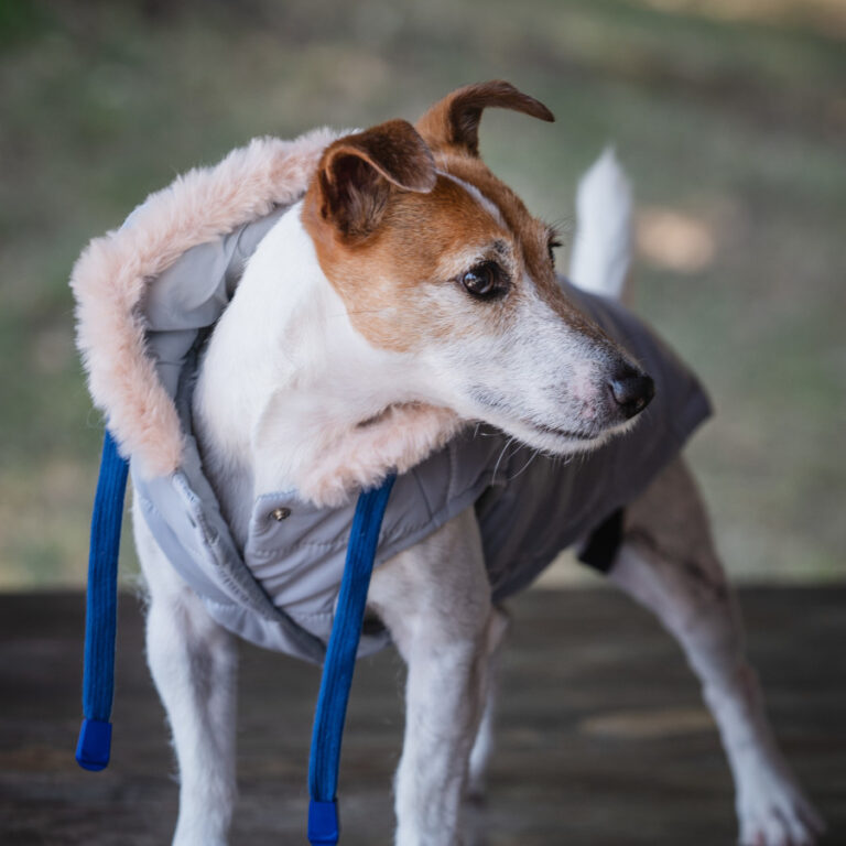 Freedog Abrigo Impermeable Iceguard Gris para perro
