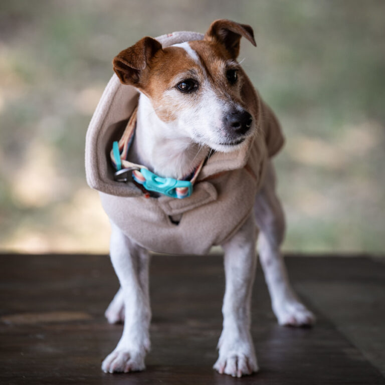 Freedog Polar Snowpuff Beige para perro