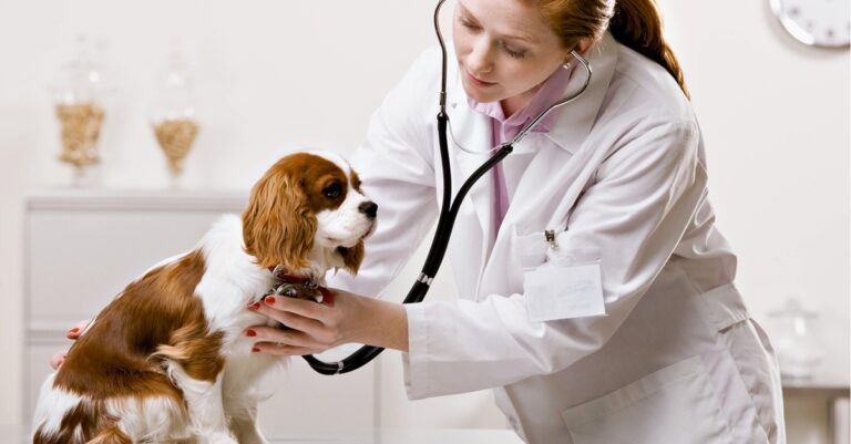 Ceifor Estudios e-Curso de laboratorio veterinario