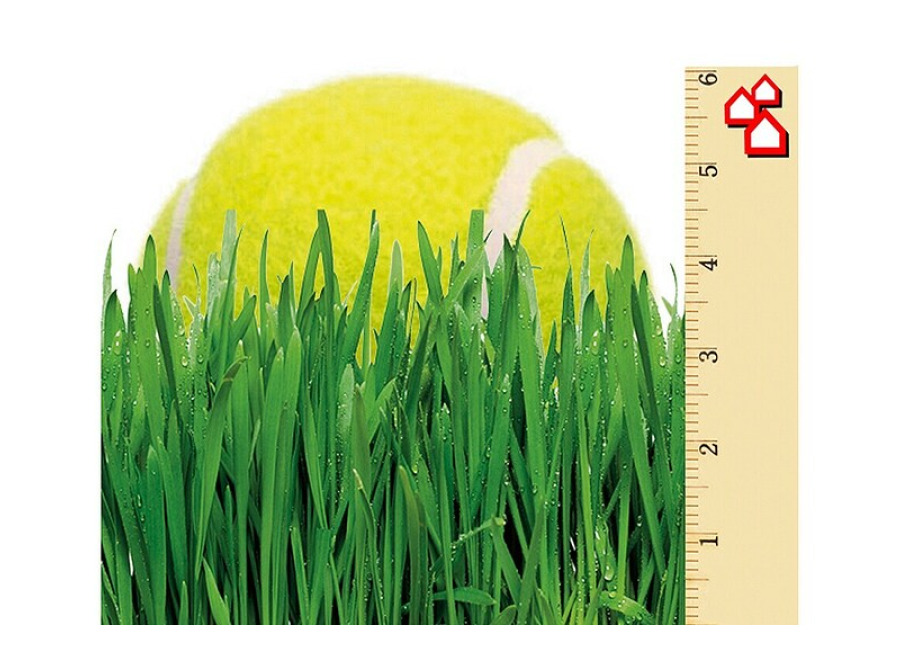 Césped artificial Bermudas (5 x 2 m, Altura del pelo: 47 mm, 14.175 puntadas/m²)