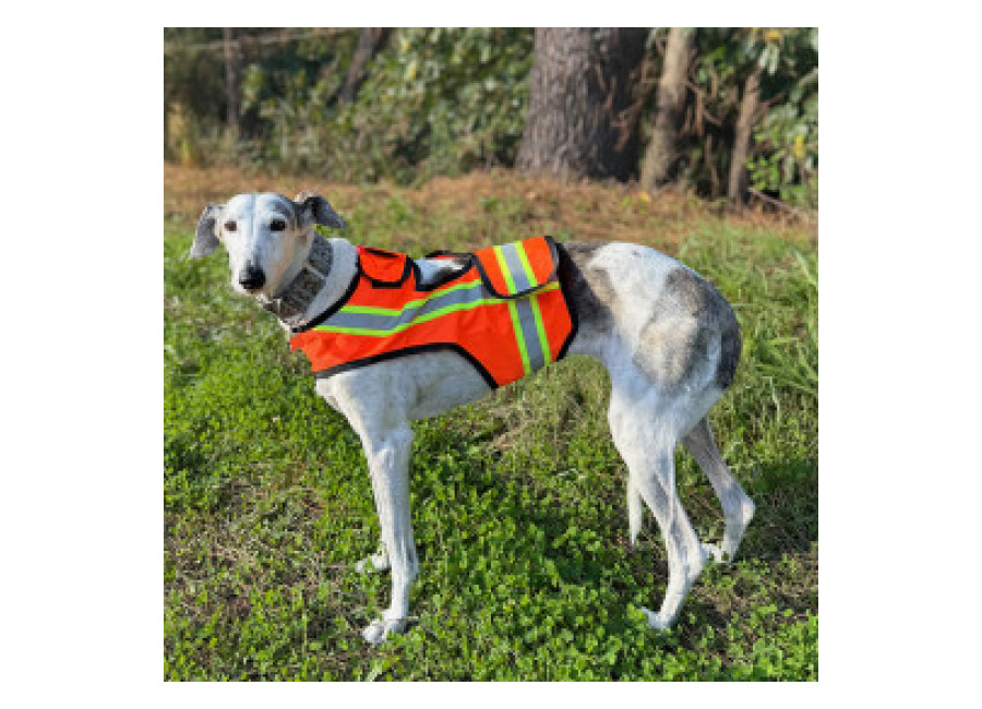 Chaleco Fluorescente Para Perros Máxima Visibilidad