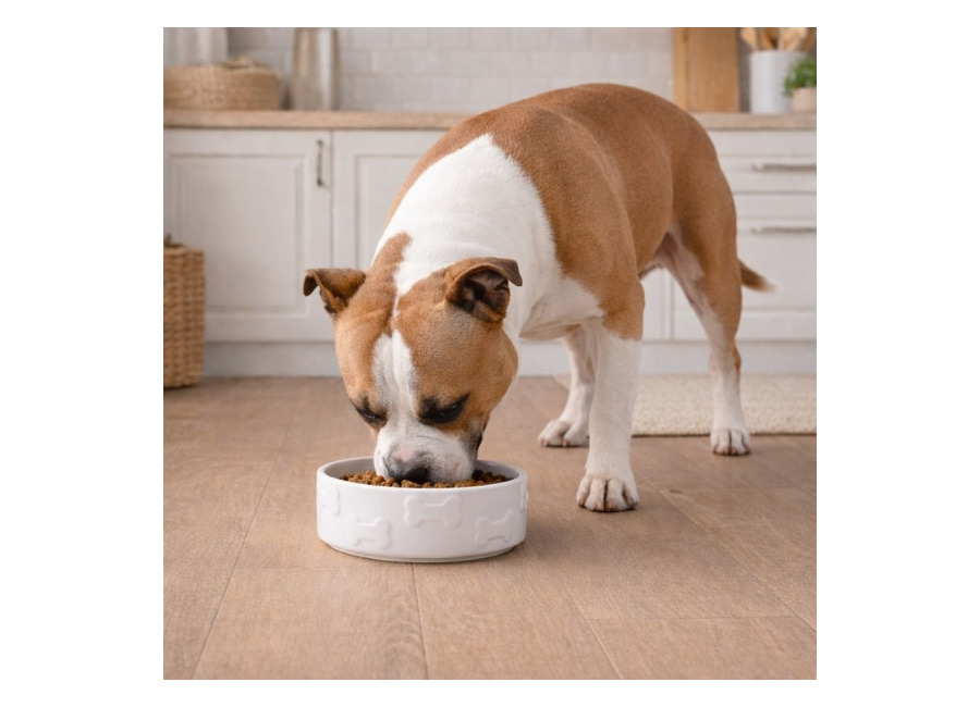 Leeby Comedero de Cerámica Blanco con Relieve de Huesos para perro