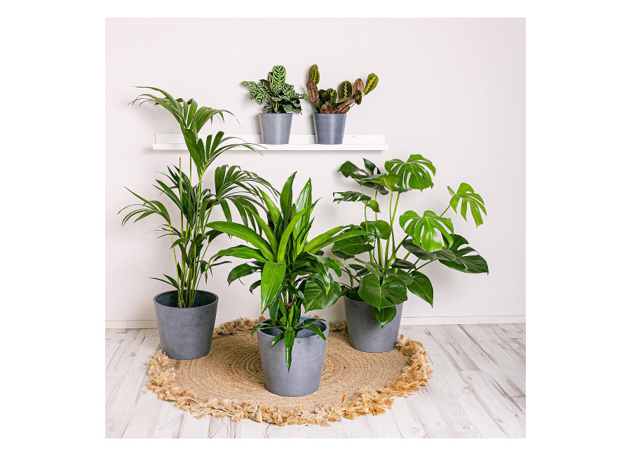Be.Green Conjunto Plantas Productivas (Ctenanthe Burle Marxii, Tronco del Brasil / Dracaena Fragrans, Palma Kentia, Maranta Tricolor – Flor de la Orac