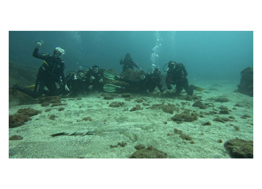 Dsdivers Gran Canaria Submarinismo