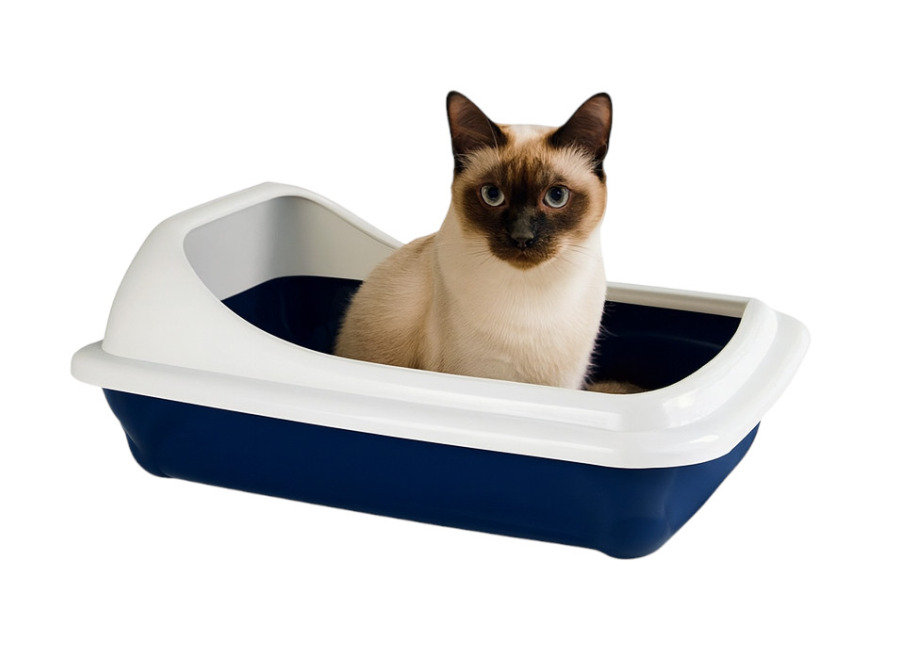 Nice Care Bandeja Sanitaria Birba Azul Cornisa para gato